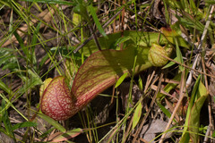 Sarracenia psittacina