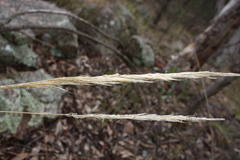Austrostipa densiflora