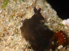 Tytthosoceros nocturnus