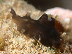 Tytthosoceros nocturnus