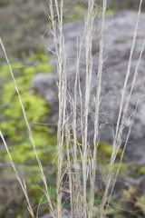 Austrostipa scabra falcata