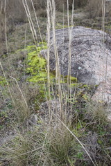 Austrostipa scabra falcata