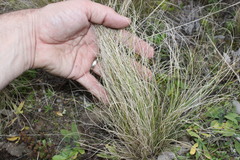 Austrostipa scabra falcata