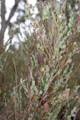 Bossiaea rhombifolia