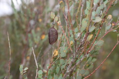 Bossiaea rhombifolia