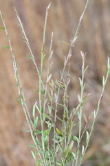 Bossiaea scortechinii