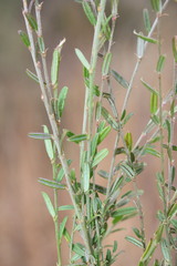 Bossiaea scortechinii