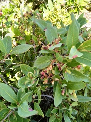 Olinia huillensis