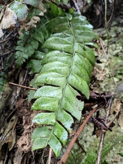 Polystichum balansae
