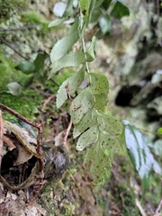 Polystichum balansae