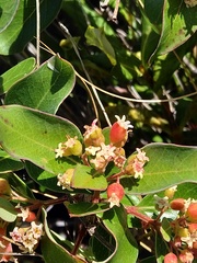 Olinia huillensis