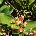 Olinia huillensis - Photo (c) fmop_lages, some rights reserved (CC BY-NC), uploaded by fmop_lages