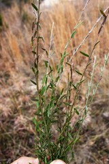 Bossiaea scortechinii