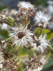 Traversia baccharoides