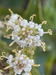Traversia baccharoides