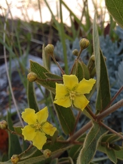 Sphedamnocarpus pruriens