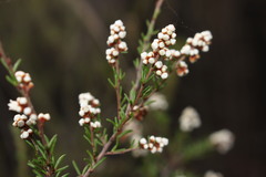 Cryptandra amara floribunda