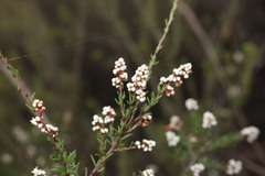 Cryptandra amara floribunda