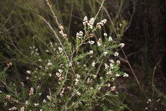 Cryptandra amara floribunda