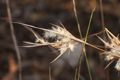 Cymbopogon obtectus