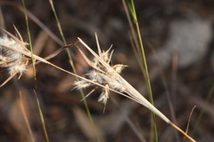 Cymbopogon obtectus