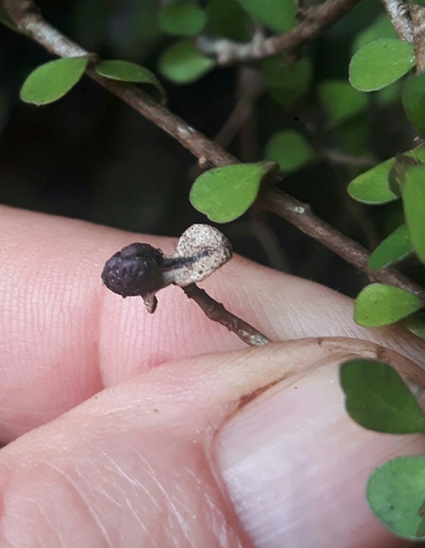 Image of Pittosporum obcordatum by (c) Gavin White, some rights reserved (CC BY)