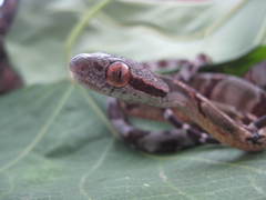Boiga cynodon