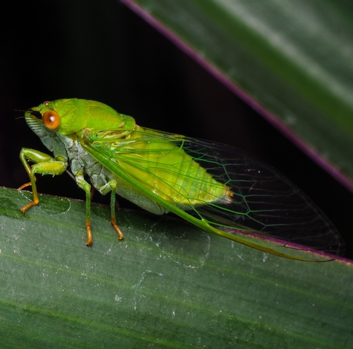 Peaceful Cicada photo 2
