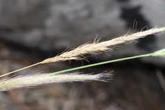 Austrostipa densiflora
