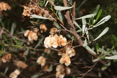 Dodonaea viscosa spatulata