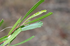 Dodonaea viscosa spatulata