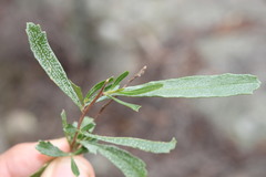 Dodonaea viscosa spatulata