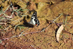 Papilio demoleus sthenelus