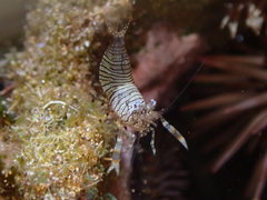 Gnathophyllum americanum