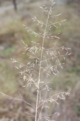 Eragrostis leptostachya
