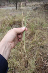Eragrostis leptostachya