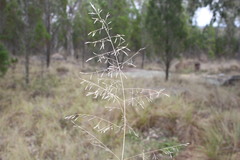 Eragrostis leptostachya