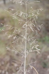 Eragrostis leptostachya