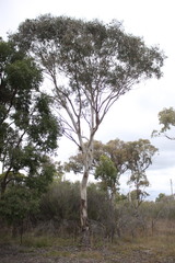 Eucalyptus blakelyi