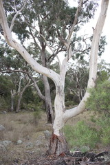 Eucalyptus blakelyi