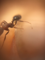 Trichomyrmex