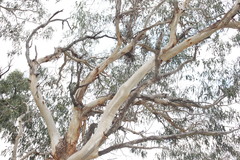 Eucalyptus blakelyi