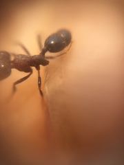 Trichomyrmex