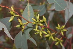 Eucalyptus blakelyi