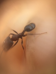 Trichomyrmex