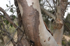 Eucalyptus blakelyi