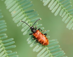 Lemodes atricollis