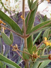 Sphedamnocarpus pruriens