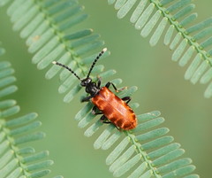 Lemodes atricollis