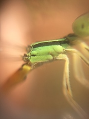 Ischnura rubilio